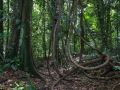 Trace de la rivière Quiock, lianes au pied d'un arbre