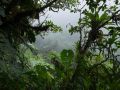 Vers les chutes du Carbet, forêt ombrophile dans le brouillard. Présence de nombreuses épiphytes (ananas bois, notamment).