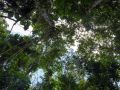 Descente vers le Saut de la Lézarde, canopée de forêt tropicale.