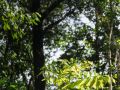 Chemin vers le Trou à Diable, jeune arbre dans le sous-étage.