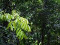 Chemin vers le Trou à Diable, jeune arbre dans le sous-bois après la pluie.