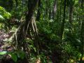 Chemin vers le Trou à Diable, arbre à racines échasses