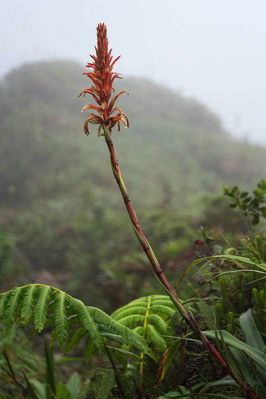 Ananas rouge montagne (Pitcairnia spicata)