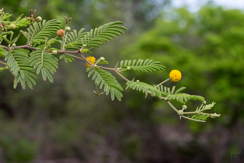 Pompon jaune (ou acacia bord de mer ou acacia savane), (Acacia tortuosa)