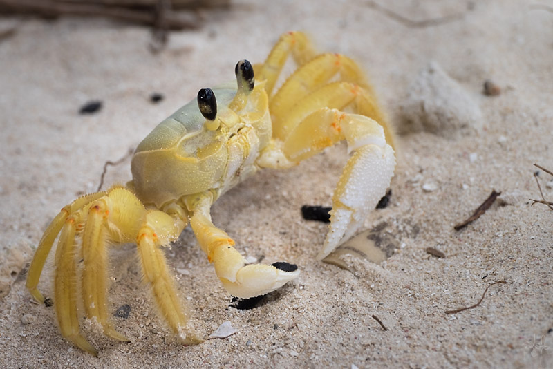 Crabe mal Zoreille (Ocypode quadrata).