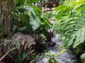 Rocher dans le ruisseau. Jardin botanique de Deshaies.