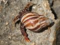 Bernard-l'Hermite Terrestre (Coenobita clypeatus).