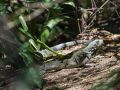 Cette espèce invasive provoque la disparition de son cousin endémique, l'iguane des Petites Antilles (Iguana delicatissima)