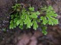 Selaginella substipitata