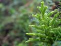 Colonne Jésus (Lycopodium cernuum)