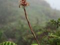 Ananas rouge montagne (Pitcairnia spicata)