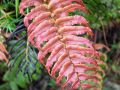 Fougère (Blechnum sp.)