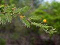 Pompon jaune (ou acacia bord de mer ou acacia savane), (Acacia tortuosa)