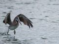 Pélican brun ou "Gran Gosier" (Pelecanus occidentalis)