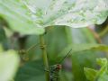 Criquet sous une plante