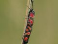 Zygène de la Carniole (Zygaena carniolica)