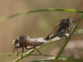 Accouplement de mouches