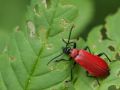 Cardinal (Pyrochroa coccinea)