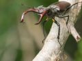 Lucane cerf-volant mâle (Lucanus cervus)