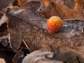 Cynips des galles-cerises du chêne (Cynips quercusfolii)