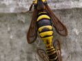 Papillon frelon (Sesia apiformis)