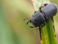 Petite biche (Dorcus parallelipipedus)