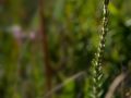 Bruyère à quatre angles (Erica tetralix). Les landes et les tourbières couvrent de grandes surfaces dans le Connemara. Cela permet d'y retrouver bon nombre de bruyères.