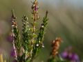 Bruyère cendrée (Erica cinerea)