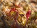 Feuilles de drosera à feuilles rondes (Drosera rotundifolia)