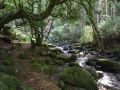 Ruisseau en sous-bois