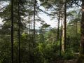 Forêts dans le parc national de Killarney. Plantations résineuses (pin sylvestre, douglas...) et feuillus résiduels. Le rhododendron × ponticum en sous-étage est un arbuste invasif.