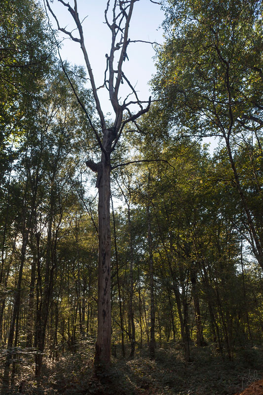 Arbre mort conservé dans un peuplement de chêne
