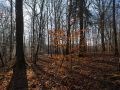 Lumière hivernale dans une forêt feuillue de plaine