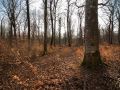 Régénération naturelle sous un gros bois de hêtre