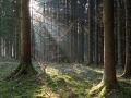 Soleil dans une futaie d'épicéa en Argonne