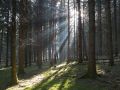 Soleil dans une futaie d'épicéa en Argonne