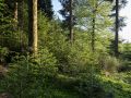 RÃ©gÃ©nÃ©ration naturelle de douglas (avec quelques Ã©picÃ©as et sapins) sous un peuplement de sapin pectinÃ©.