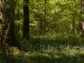 Sous-bois à Jacinthe des bois (Hyacinthoides non-a)