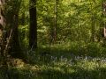 Sous-bois à Jacinthe des bois (Hyacinthoides non-scripta)