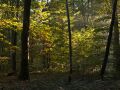 Forêt mélangée au petit matin