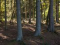 Plantation d'épicéa sur ados
