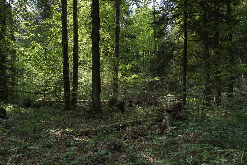 Bois mort au sol sous un bouquet de bois moyens dans la réserve biologique de la Glacière
