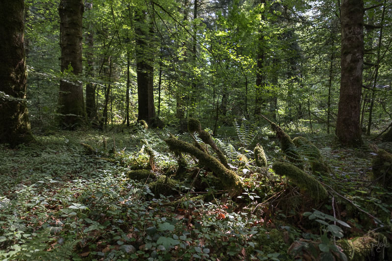 Bois mort au sol dans la réserve biologique de la Glacière.