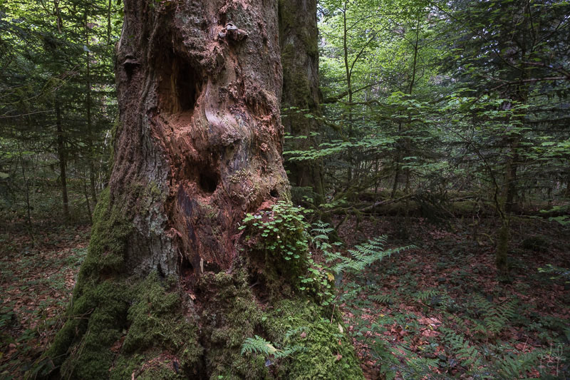 Gros bois de sapin mort sur pied dans la réserve biologique de la Glacière. Oxalide et fougère dilatée y poussent en épiphytes.