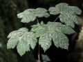 Feuilles d'érable sycomore couvertes de pollen de sapin