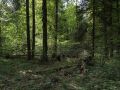 Bois mort au sol sous un bouquet de bois moyens dans la réserve biologique de la Glacière