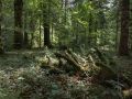 Bois mort au sol dans la réserve biologique de la Glacière.