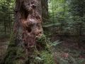 Gros bois de sapin mort sur pied dans la réserve biologique de la Glacière. Oxalide et fougère dilatée y poussent en épiphytes.