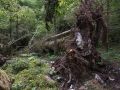 Chablis d'un gros bois de sapin montrant le système racinaire et les calcaires durs jurassiques