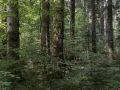 Bouquet de gros bois de sapin dans la réserve biologique de la Glacière.